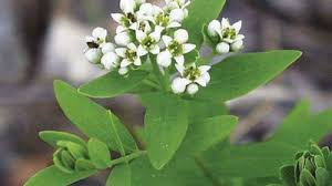 Image result for Viscum cylindricum