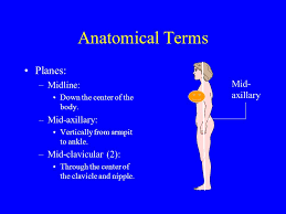 Anatomical quadrants directional terms chapter 1 anatomical position and regional. Anatomical Terms Anatomical Position All Descriptions Of The Body Start With The Assumption That The Body Is In The Anatomical Position Standing Face Ppt Download