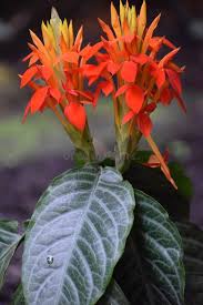 Image result for Acanthaceae