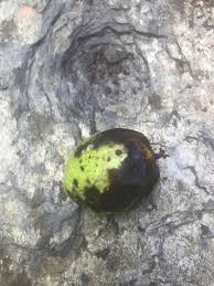 Image result for Walnut blight