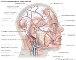 Face parts names in english: Anatomy Definition History Biology Britannica