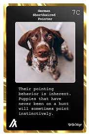 Sweet, loving, playful and happy puppies. The Best German Shorthaired Pointer Puns Punstoppable