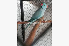 Islamabad | male | adult. Blue Ringneck Male For Sale For Sale In Lahore Pets Factory