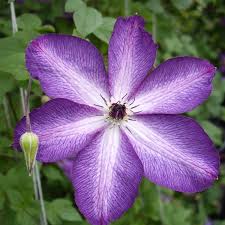Image result for Clematis villosa