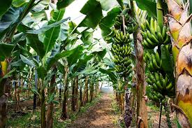Leaves are spirally arranged and may grow. Banana Trees Are Actually Giant Herbs