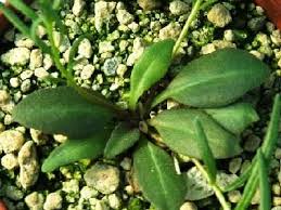 Image result for Aeollanthus subacaulis