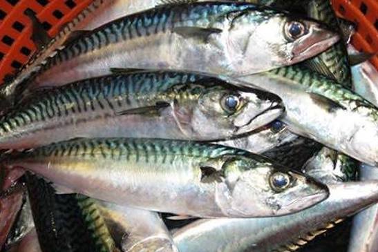 Complete Guide to Blue Mackerel Fishing: Techniques, Gear and Tips – Demon Sunglasses