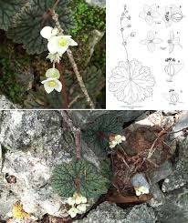 Image result for Meiosperma bracteatum