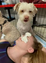 Connor and Millie's Dog Rescue and Furgotten Friends Dog Rescue