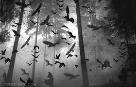 Black And White Bird Pictures Flock Of Birds Photography Black And White Birds Pictures Photos Photography Ideas Photography Pictures Black And White Birds Birds White Bird