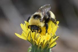 Image result for Bombus bohemicus