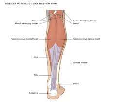 Related posts of lower leg muscles diagram human anatomy diagrams. Vivian Grisogono About The Calf