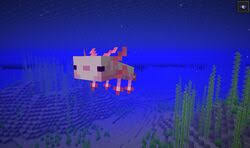 Baby axolotl usually takes the color of either one of the parent axolotl. Axolotl Official Minecraft Wiki