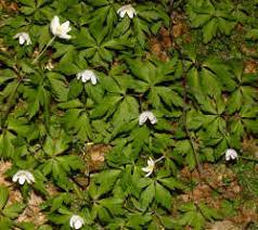 Fiori gialli e nella parte. Fiori Bianchi Sottobosco