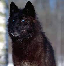 Green eyes in a dream mean a religion which is different from all religions. Black Wolf With Blue Eyes Wolf Form Picture For Reference Wolf Photos Wolf Dog Wolf With Blue Eyes