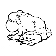 A tadpole (also called a pollywog) is the larval stage of a frog or toad that live in water and breathe with gills. Toad Coloring Page Animals Town Animals Color Sheet Toad Printable Coloring