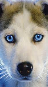 Husky Puppy Blue Eyed Cute Husky Puppies Siberian Husky Puppies Cute Dogs