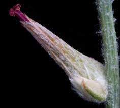 Image result for Sericorema sericea