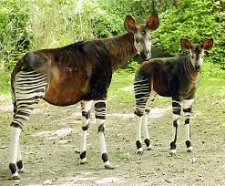Okapi Zebra Giraffe Horse Mix Rainforest Animals Animals Beautiful Animals Wild