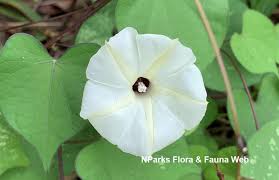 Image result for Ipomoea lapathifolia