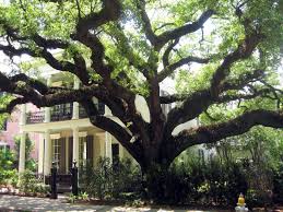 Pin By Lori46 On Nola New Orleans Garden District Garden District New Orleans Homes