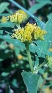 Image result for Flaveria bidentis