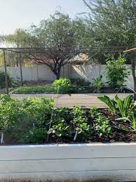 Maybe you would like to learn more about one of these? Spring Planting Season Gardening In The Desert