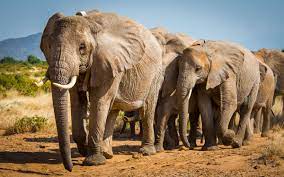 Authorities in the southern african country estimate that the number of its mammoth mammals currently stands. African Elephant Species Now Endangered And Critically Endangered Iucn Red List Iucn