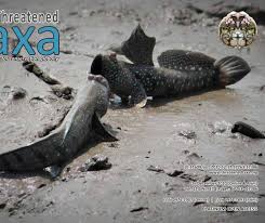 Image result for Helixanthera garciana