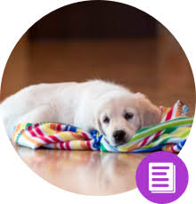 Amazon best sellers our most popular products based on sales. Pet Monitor Vigi App Dog Camera For Iphone Ipad Ipod Touch And Android
