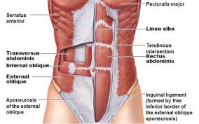 Prima Pagina Maniglie Dell Amore Ventre Piatto Pilates