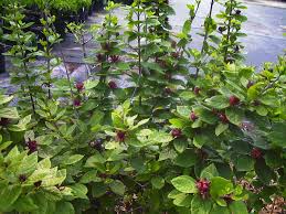 Calycanthus Floridus Carolina Sweetshrub Carolina Allspice This Pretty Little Shrub Is Said To Be Summer Flowers To Plant Fragrant Garden Cute Garden Ideas