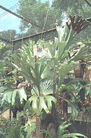 Image result for Platycarpha