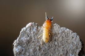 You can easily prevent, control, and manage these harmful organisms with use safer brand garden spray to kill it! Pest Control By Fumigation Types Of Chemicals To Use The Dirt Doctors