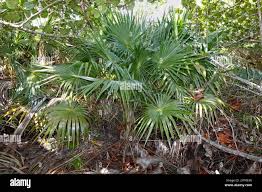 Image result for Leucothrinax morrisii