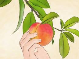We did not find results for: How To Plant A Peach Tree 13 Steps With Pictures Wikihow