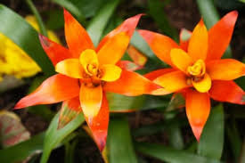 Resultado de imagen para bromeliads