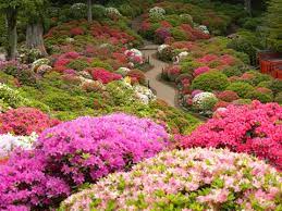 Bunkyo Azalea Festival Tsutsuji Matsuri Azalea Festival Azaleas Tokyo Travel