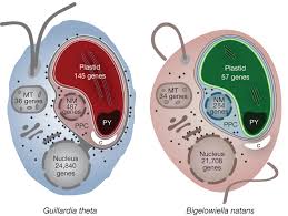 Plant cells have plastids whereas animal cells do not have plastids. Cryptophyte And Chlorarachniophyte Cell Biology The Cryptophyte Alga Download Scientific Diagram