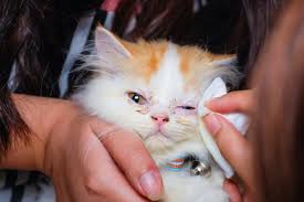 Kucing yang sakit biasanya tidak memiliki tenaga untuk merapikan diri (grooming). Bagaimana Untuk Membersihkan Mata Dan Telinga Kucing Haiwan 2021