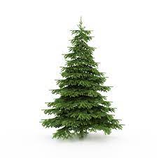 Learn How To Pick The Best Christmas Tree Giggle Magazine Tree Watercolor Painting Types Of Christmas Trees Watercolor Trees