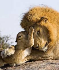 Rvaidya Rvaidya2000 Animals Wild Cats Baby Animals
