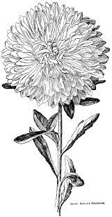 Digital Two For Tuesday Asters Flower Line Drawings Floral Drawing Flower Drawing