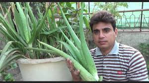 An aloe plant with drooping leaves is a sign of one of a number of problems preventing it from let's look at the common reasons your aloe vera plant may be drooping. How To Take Care Of A Aloe Vera Plant Large Aloe Vera Plant Plant Ko Repot Kese Kia Jay Youtube