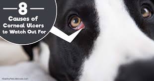 When your cat shows the following signs, it's time to see a vet: The Non Traditional Approach For Treating Eye Issues