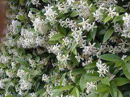 I Can Almost Smell It Jasmine Flowers By Kim Renberg Via Flickr Jasmine Flower Flower Pictures Flowers