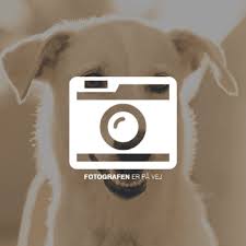 De kan dog forekomme en lille hvid plet på maven. Formel 1 Labrador Gul Eller Blandings Hund Med Labrador