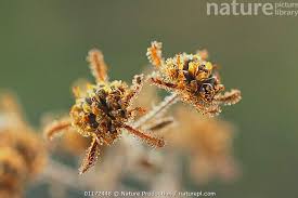 Image result for Sigesbeckia orientalis