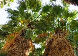 Arizona's native palm trees can only be found at the palm canyon located on the kofa national wildlife refuge. Fortynine Palms Oasis Trail Joshua Tree National Park California
