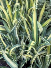 Image result for Beschorneria yuccoides